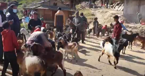Transforming Lives: an impact of a livestock health camp in Junichande Rural Municipality