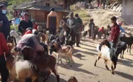 Transforming Lives: an impact of a livestock health camp in Junichande Rural Municipality